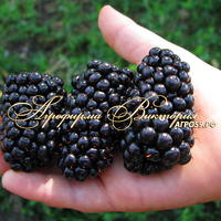 Ежевика НАТЧЕЗ ("Natchez", США) (КРУПНОМЕР! ОГРОМНЫЙ КУСТ, УРОЖАЙ В ГОД ПОСАДКИ) Ежевика НАТЧЕЗ ("Natchez", США) (КРУПНОМЕР! ОГРОМНЫЙ КУСТ, УРОЖАЙ В ГОД ПОСАДКИ)